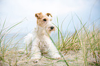 liegender Foxterrier