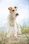 Foxterrier