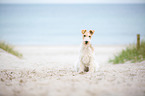 sitzender Foxterrier