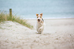 rennender Foxterrier