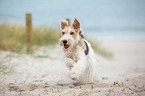 rennender Foxterrier