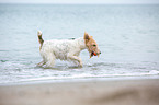 spielender Foxterrier