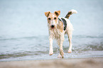 rennender Foxterrier