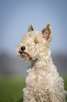 Foxterrier in der Wiese