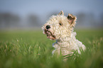 Foxterrier in der Wiese