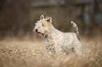 Foxterrier in der Wiese