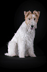 Foxterrier vor schwarzem Hintergrund