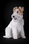 Foxterrier vor schwarzem Hintergrund