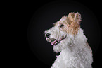 Foxterrier vor schwarzem Hintergrund