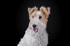 Foxterrier vor schwarzem Hintergrund