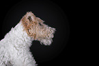 Foxterrier vor schwarzem Hintergrund