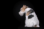 Foxterrier vor schwarzem Hintergrund