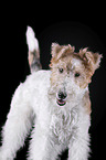 Foxterrier vor schwarzem Hintergrund