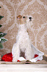 Foxterrier mit Weihnachtsdekoration