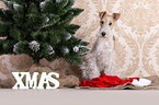 Foxterrier mit Weihnachtsdekoration