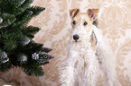 Foxterrier mit Weihnachtsdekoration