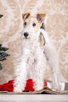 Foxterrier mit Weihnachtsdekoration