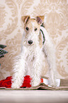 Foxterrier mit Weihnachtsdekoration