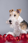 Foxterrier mit Weihnachtsdekoration