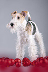 Foxterrier mit Weihnachtsdekoration