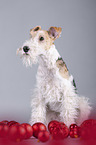 Foxterrier mit Weihnachtsdekoration