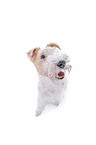 Foxterrier vor weiem Hintergrund