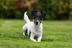 liegender Foxterrier