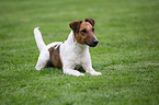 liegender Foxterrier