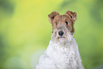 Foxterrier