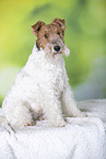 Foxterrier