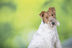 Foxterrier