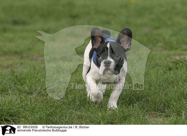 rennende Franzsische Bulldogge / running French Bulldog / RR-03009
