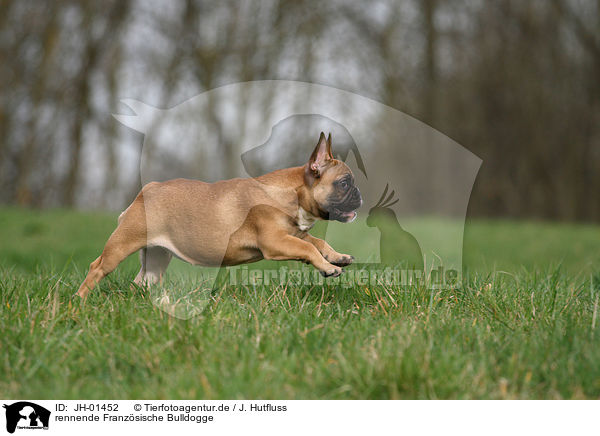 rennende Franzsische Bulldogge / running French Bulldog / JH-01452