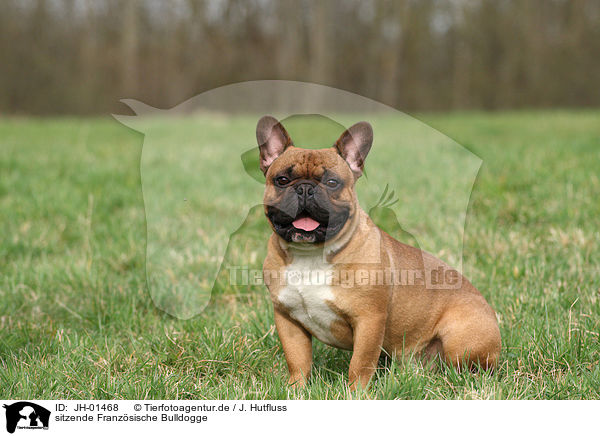 sitzende Franzsische Bulldogge / sitting French Bulldog / JH-01468