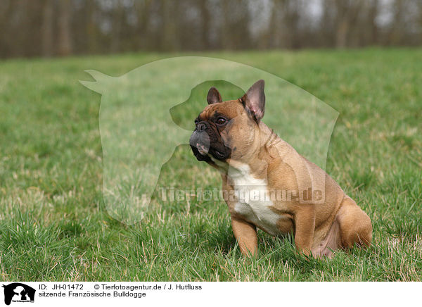 sitzende Franzsische Bulldogge / sitting French Bulldog / JH-01472