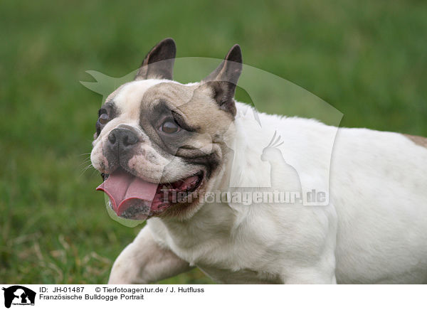 Franzsische Bulldogge Portrait / French Bulldog Portrait / JH-01487