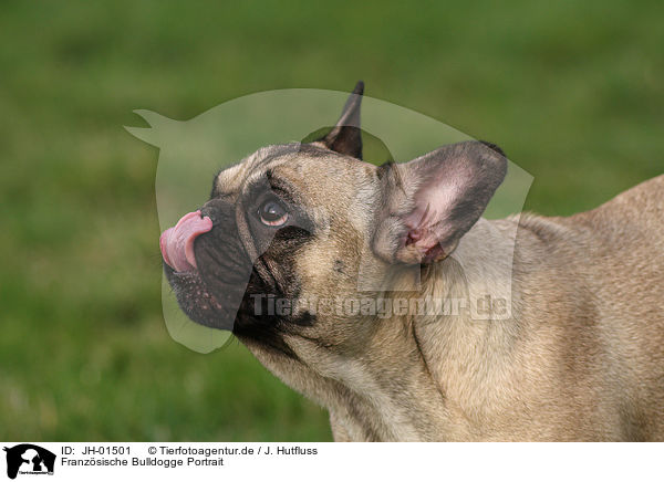 Franz�sische Bulldogge Portrait / JH-01501