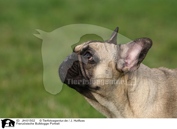 Franzsische Bulldogge Portrait / JH-01502