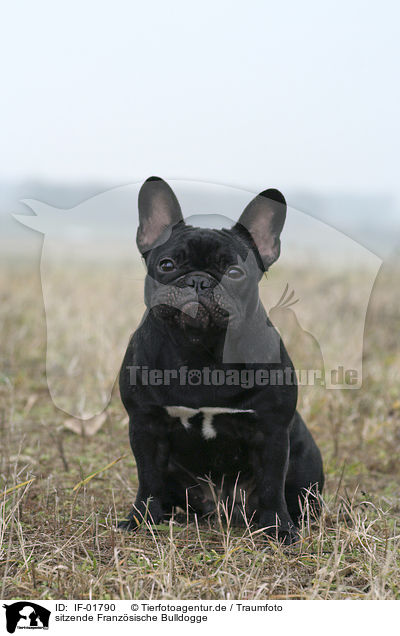sitzende Franz�sische Bulldogge / sitting French Bulldog / IF-01790
