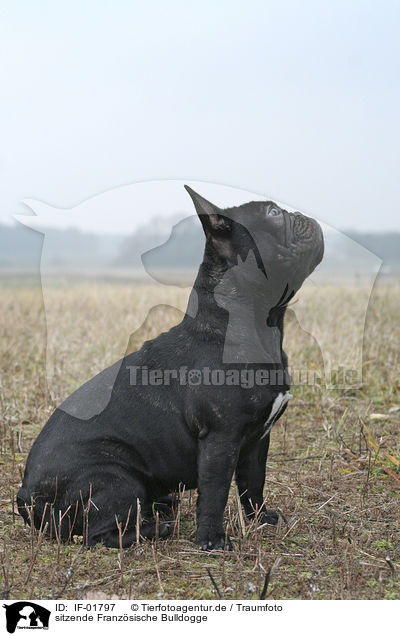sitzende Franz�sische Bulldogge / sitting French Bulldog / IF-01797