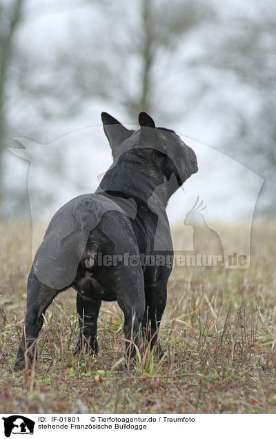 stehende Franz�sische Bulldogge / IF-01801