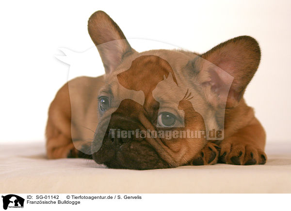 Franzsische Bulldogge / french bulldog / SG-01142