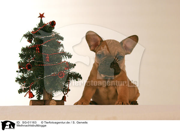 Weihnachtsbulldogge / SG-01163