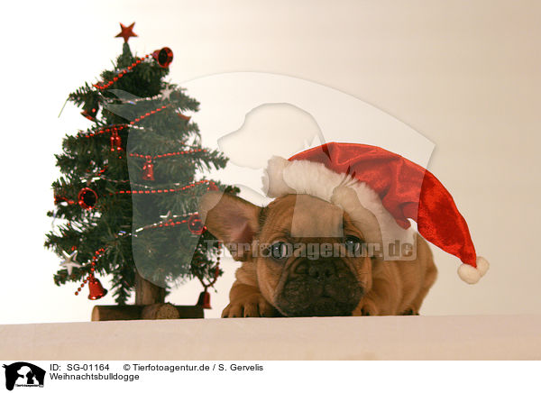 Weihnachtsbulldogge / SG-01164