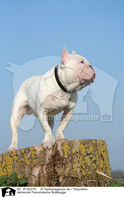 stehende Franzsische Bulldogge / standing french bulldog / IF-02279