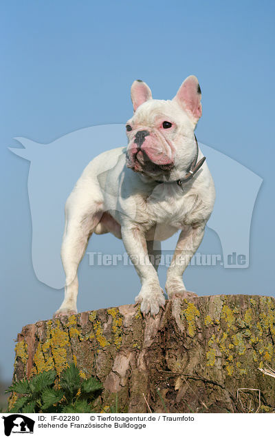 stehende Franzsische Bulldogge / IF-02280