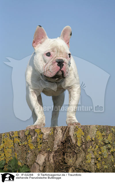 stehende Franzsische Bulldogge / standing french bulldog / IF-02288