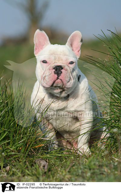 sitzende Franzsische Bulldogge / sitting french bulldog / IF-02295