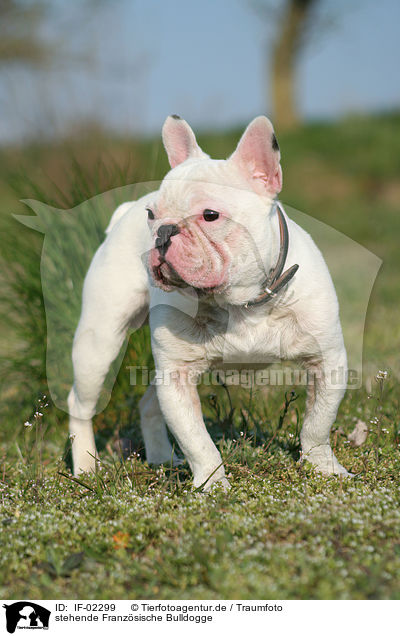 stehende Franz�sische Bulldogge / IF-02299