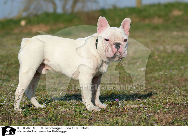 stehende Franzsische Bulldogge / IF-02318